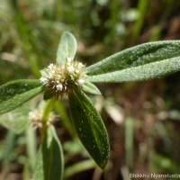 Spermacoce prostrata Aubl.